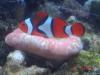 open brain w/perc by veen in LPS Corals