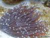 long tentacle plate by veen in LPS Corals