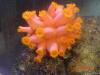 sun coral by veen in LPS Corals