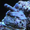 blue acropora by BubbaWPB
