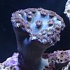 blue acropora by BubbaWPB