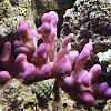 Pink Stylophora by BubbaWPB