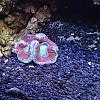 tricolor trachyphyllia by BubbaWPB