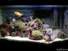 10 gallon nano reef - Comments: 5
