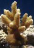 Green Acropora by Doodaa in Member Galleries