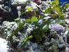 Halimeda growth by Doodaa in Member Galleries
