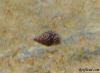 Snail ID? by Doodaa in Crabs, Snails, Worms, etc.