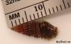 More snail ID pics by Doodaa in Crabs, Snails, Worms, etc.