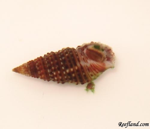 More snail ID pics by Doodaa in Crabs, Snails, Worms, etc.