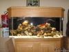 new 200 gallon tank by reseter5 in Full Tanks