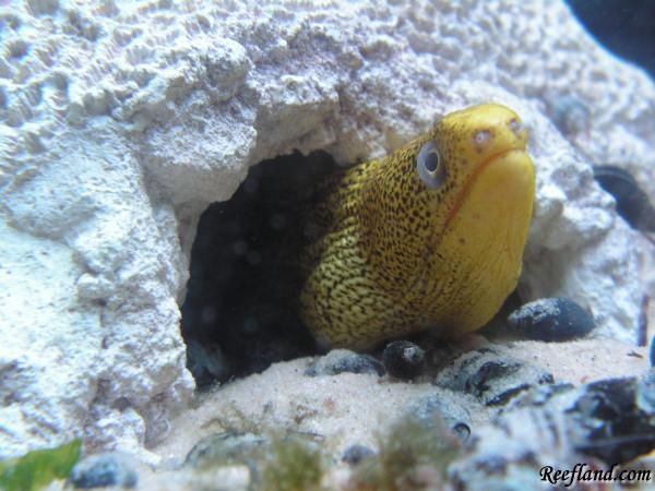 PICT0028 by reseter5 in Reef Fish