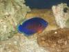 some tank pics by reseter5 in Full Tanks
