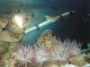 some tank pics by reseter5 in Full Tanks