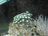 some tank pics by reseter5 in Full Tanks