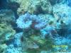 Lettuce Leather by SmokeOneLV in LPS Corals