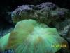 Its all in the BRAIN by SmokeOneLV in LPS Corals
