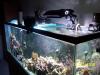 150 Gallon Las Vegas Reef by SmokeOneLV in Full Tanks