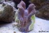 New T. Derasa by returnofsid in Clams