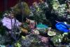 75Gal Mixed Reef Unedited
