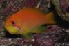 anthias1 by weez1959 in Member Galleries