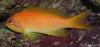 anthias2 by weez1959 in Member Galleries