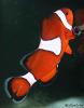 My clown has a booboo by weez1959 in Member Galleries