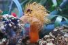 Hyperactive Anemone?