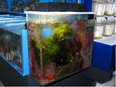 question about refugiums for