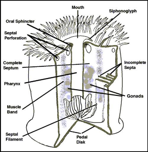 sea anemone dissection