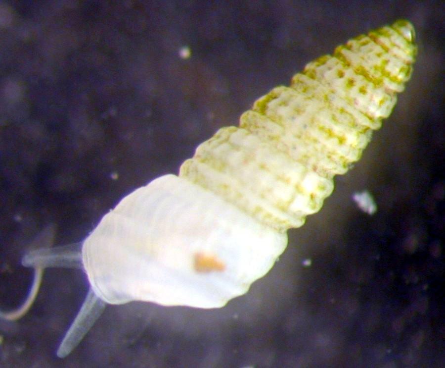Pyramidellid Snails