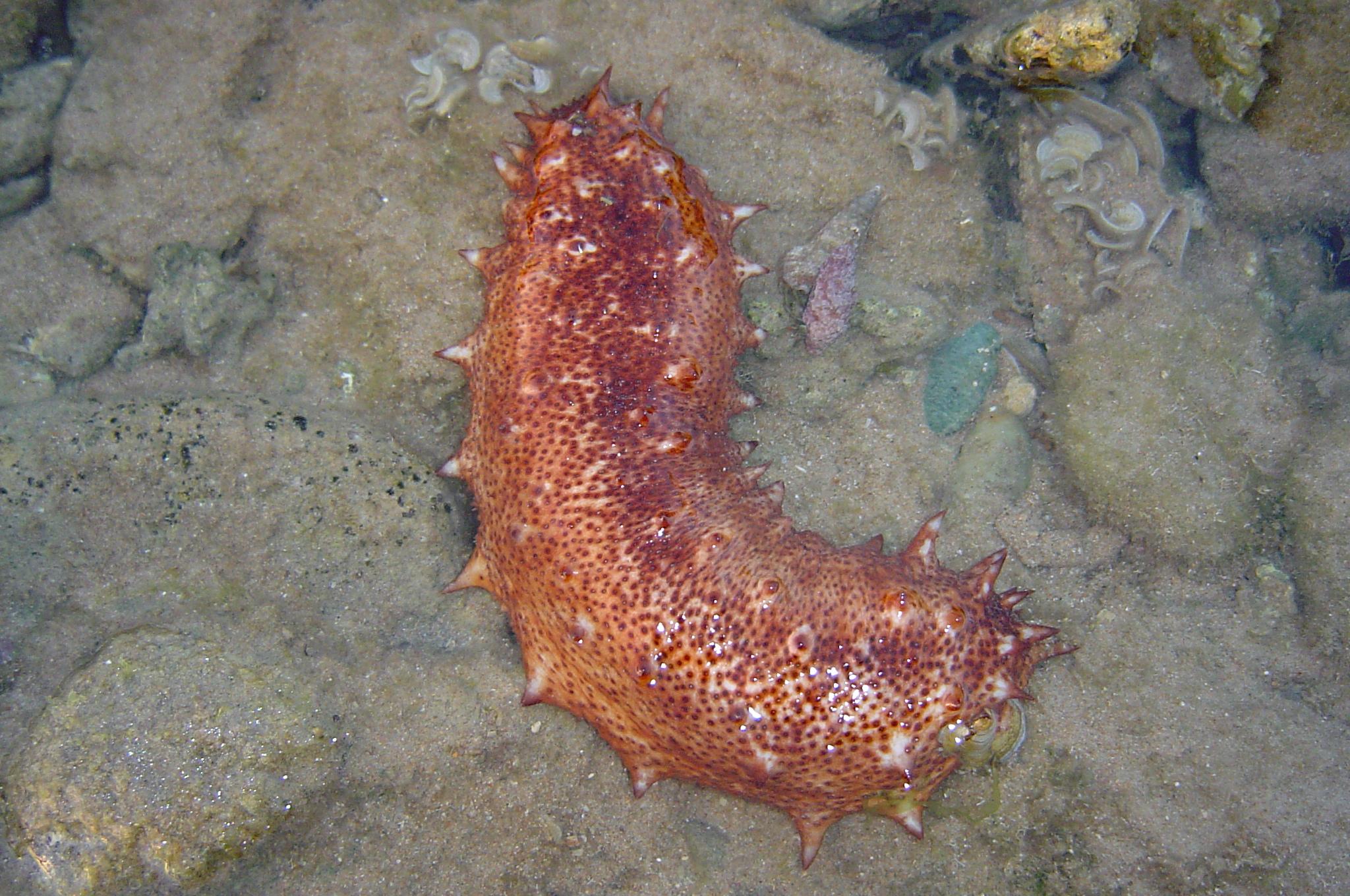 Sea Cucumbers — Caretakers or Troublemakers?