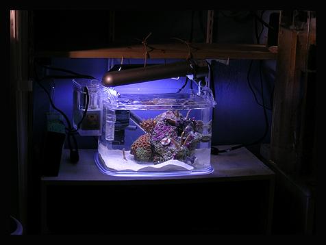 Setting Up A Pico Reef Tank No Easy Task