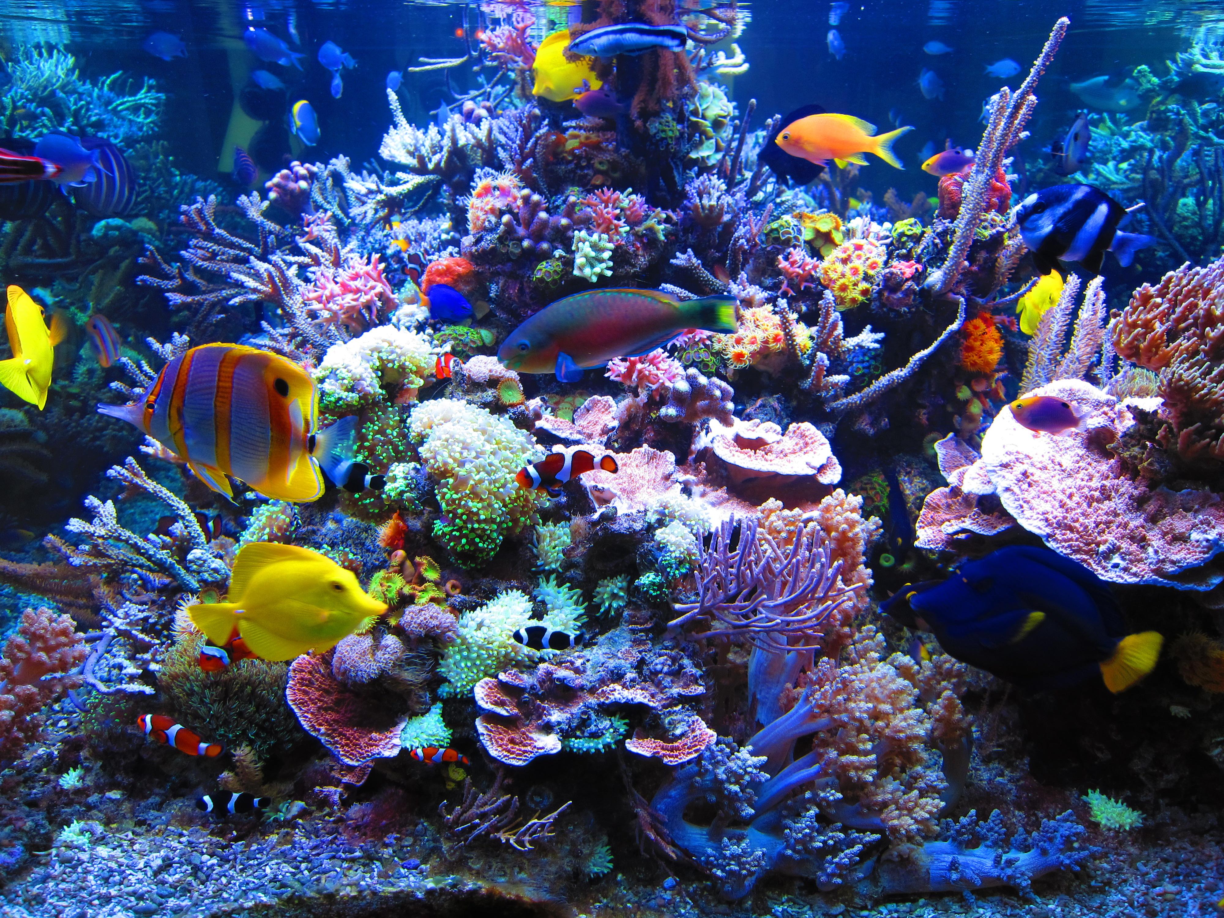 Dormero Hotel Rotes Ross Reef Aquarium