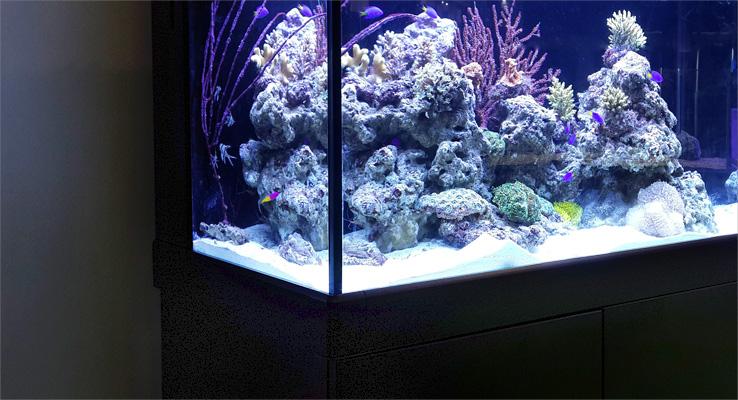 Red Sea Maxx C Series Of Aquarium